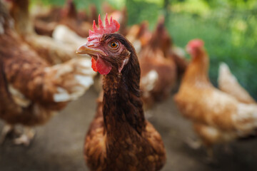 close up brown chicken or hen lay eggs in rural farm