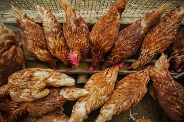 chicken eat feed and grain at rural farm © geargodz