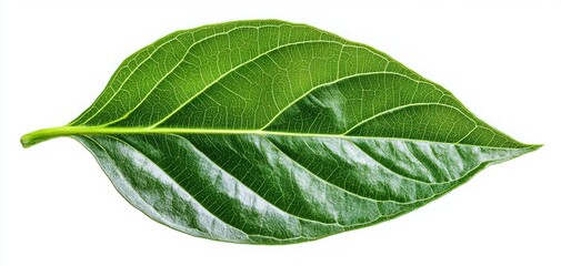 Obraz premium A close-up of a vibrant green leaf showcasing its intricate texture and natural beauty, ideal for nature-themed projects.
