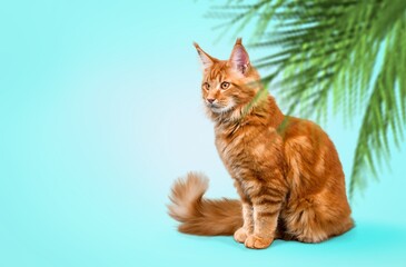Funny cat sitting on blue background with palm leaves