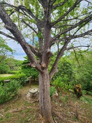 Pochote Tree in Costa Rica