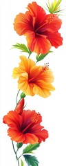 Vibrant hibiscus flowers in shades of red and yellow, perfect for adding a tropical touch to any design or decor.