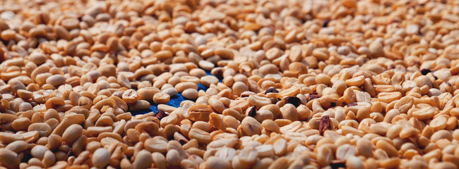 Banner Raw coffee beans heap dry green seed unroasted grain eco farm. Aroma espresso farm plant...