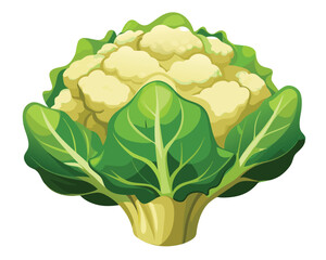 Cauliflower vector illustration on white background