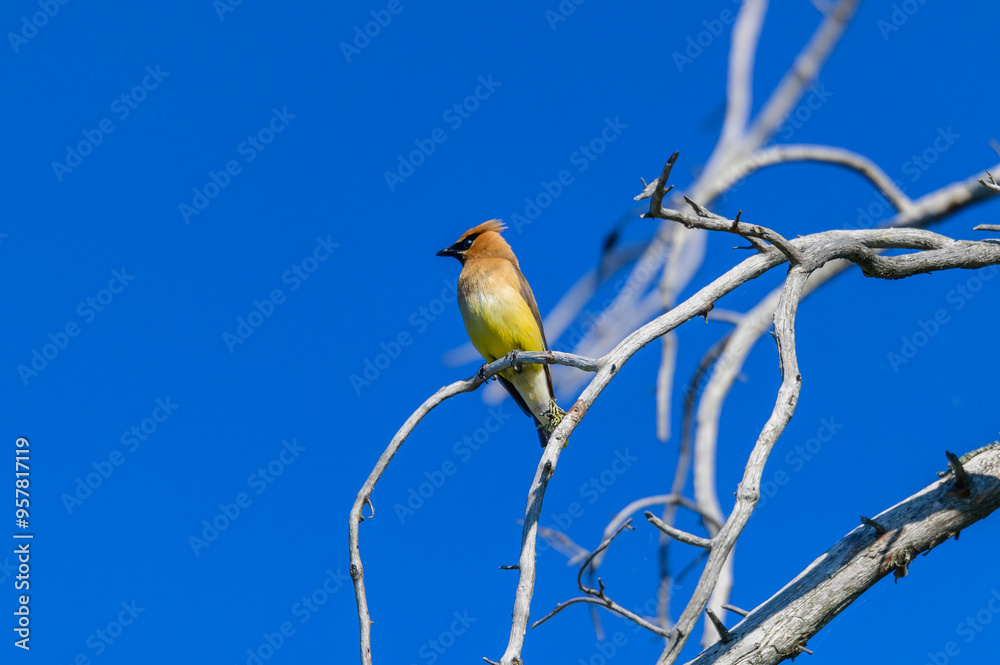 Wall mural a cedar waxwing at seney national wildlife refuge, near seney, michigan.