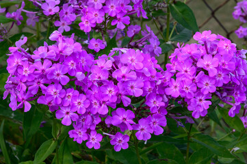 Phlox Flowers by the St Mary River, in Sault Saint Marie, Michigan.