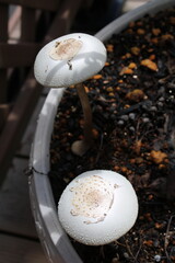 このこ、毒キノコ、かわいい、白、