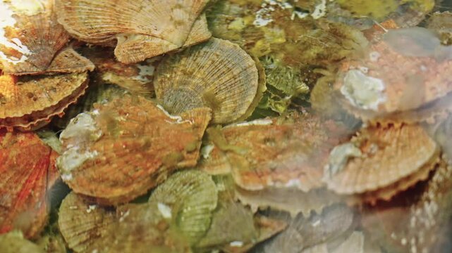 Fresh red scallops in shells in water