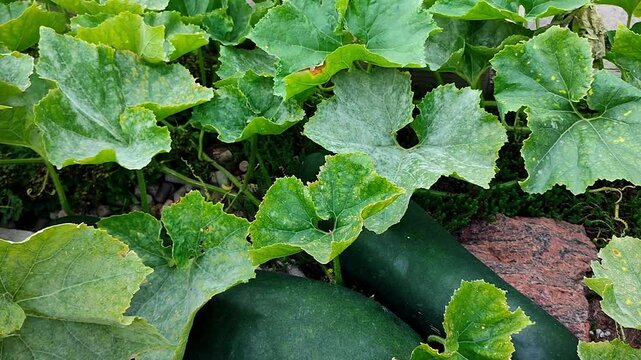Vegetable garden with winter melon