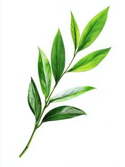 A vibrant green leaf branch showcasing the beauty of nature with lush foliage and healthy growth on a bright background.