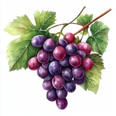 Fototapeta premium Vibrant Cluster of Juicy Purple and Red Grapes with Green Leaves