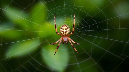 Spider in a web