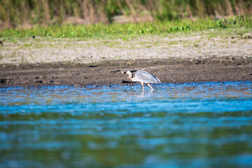 Fototapeta premium Herring Hunting in a River