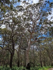 Point Road Campsite in Boranup, Western Australia