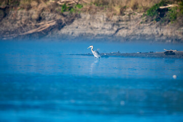 Herring Hunting in a River