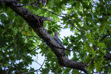 Downy Wood Pecker in Tree