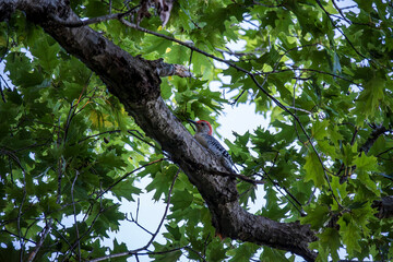 Fototapeta premium Downy Wood Pecker in Tree