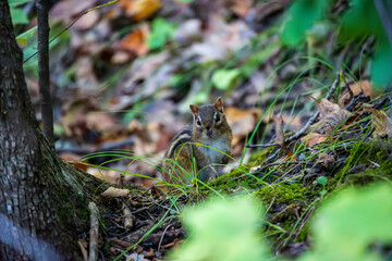 Chipmunk Foraging for Food