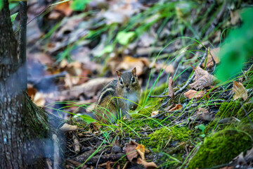 Chipmunk Foraging for Food