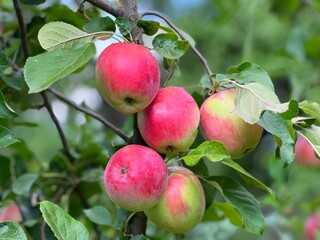 Apples fruits on tree