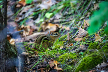 Chipmunk Foraging for Food