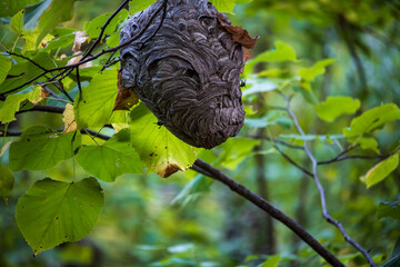 Wasp Nest Hanging in the Forest