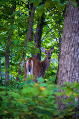 Young Deer in a Forest