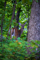 Young Deer in a Forest
