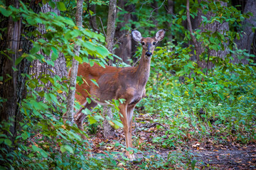 Young Deer in a Forest