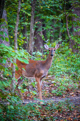 Young Deer in a Forest