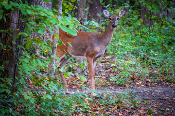 Young Deer in a Forest