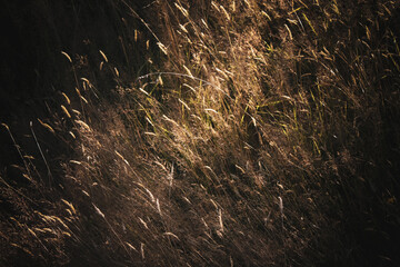 A sunlit field of tall grass, with the blades gently swaying in the breeze. The warm, golden light casts long shadows, creating a sense of depth and movement.