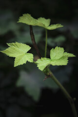 A delicate new leaf unfurling from a branch. The vibrant green of the leaf contrasts sharply with the dark, shadowy background.