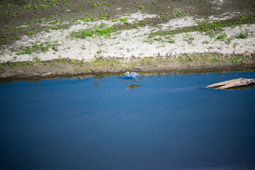 Herring Hunting on a River Bank