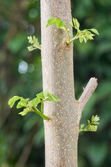 kakawate or madre de cacao plant branch grow from stem, young leaves of valuable tropical tree live fence or shade for coffee, tea and cocoa plantations, medicine and natural pesticide, soft focus