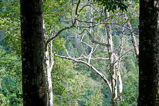 Gitgit waterfall and surroundings, in Buleleng regency of Bali - Indonesia