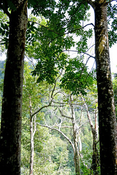 Gitgit waterfall and surroundings, in Buleleng regency of Bali - Indonesia