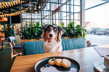 beautiful dog Australian Shepherd in a dog friendly cafe sits at the table next to her with a cup of coffee and breakfast cheesecakes