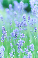 Naklejka premium Nature background with spring flowers. Selective and soft focus. Close up.