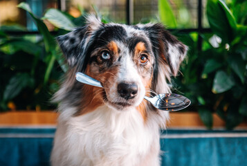 A beautiful Australian Shepherd dog with blue eyes sits at a table in the Dog Friendly cafe and...