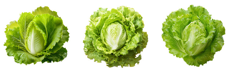 Collection of fresh green lettuce isolated on transparent background, png lettuce cutout