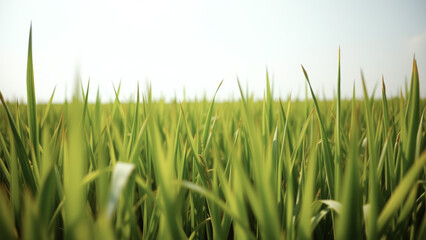 Obraz premium Green Grass Blades Close Up