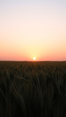 Naklejka premium Golden Sunset over Wheat Field