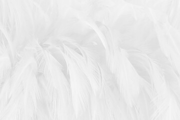 White grey color bird feather pattern texture for background and design.