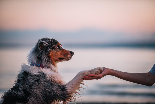 girl and Australian Shepherd dog on the beach against the background of water in the evening. the dog gives its paw to the man. paw in hand. devotion love and friendship