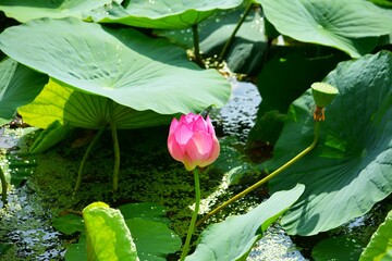 Lotus blossom in the lake