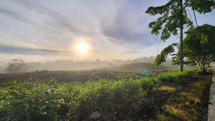 Sabah Tea Resort in Sabah, Borneo