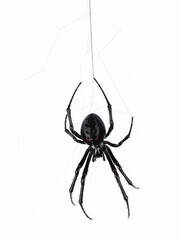 Closeup of a black widow spider climbing down it's web