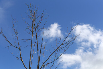 Dead tree with branches with blue sky and white clouds background.