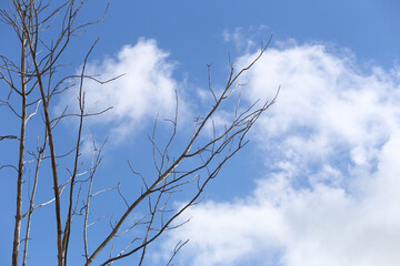 Dead tree with branches with blue sky and white clouds background.
